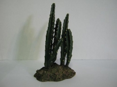 cactus-4